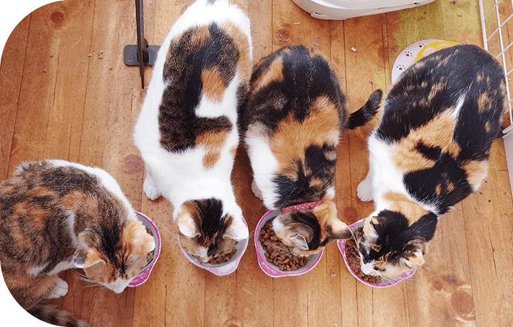 forcats_img